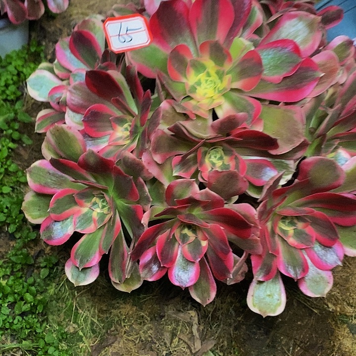 布加迪老桩捧花65号