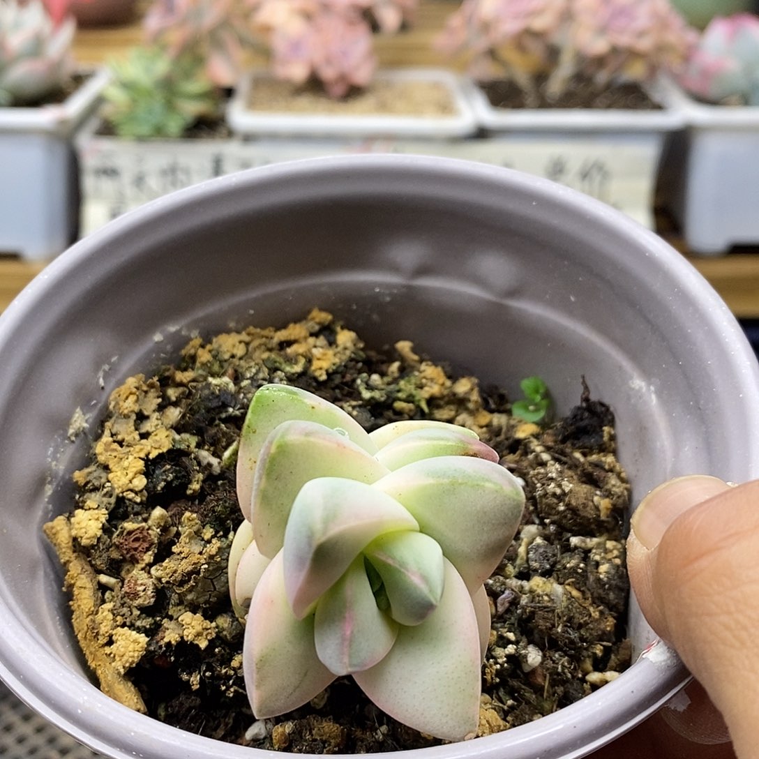 16136 姬之川锦多肉