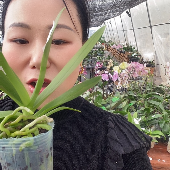 无花朵椎名蓝星蝴蝶兰