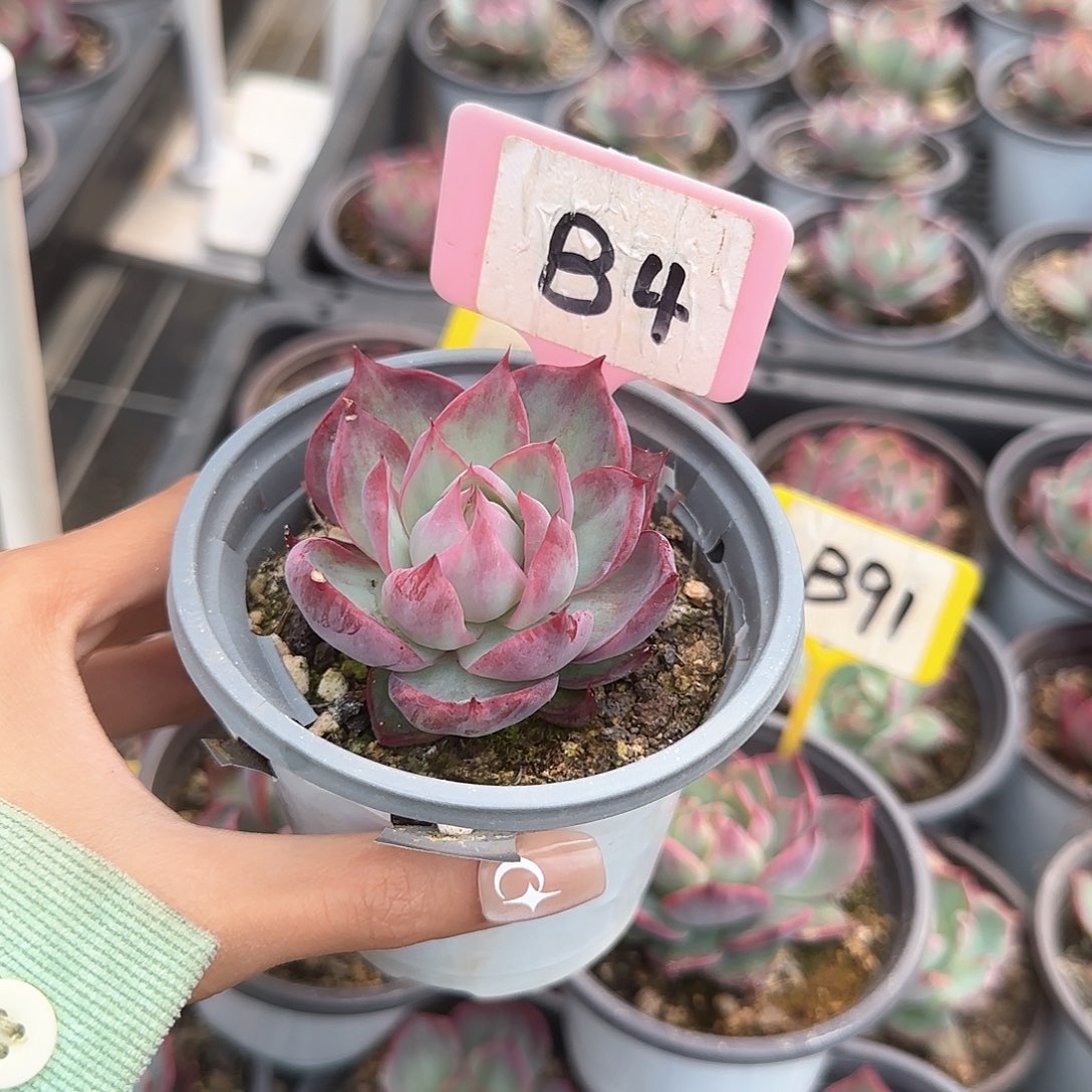 你**开惊鸿仙子B4多肉