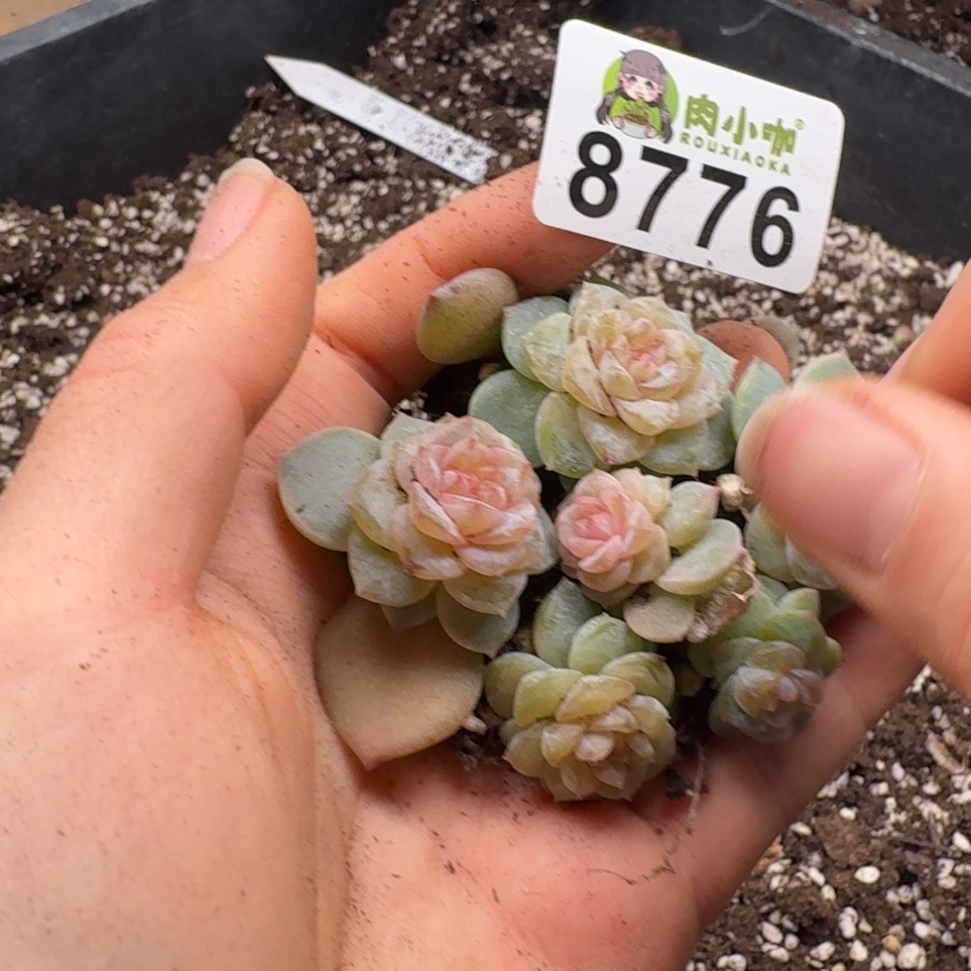 多肉植物多肉植物