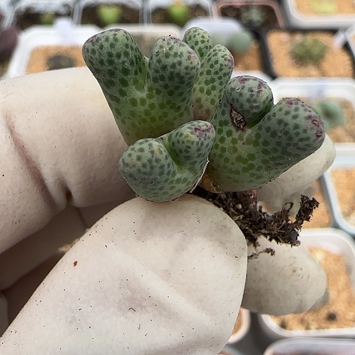 640园艺鹿角711-59