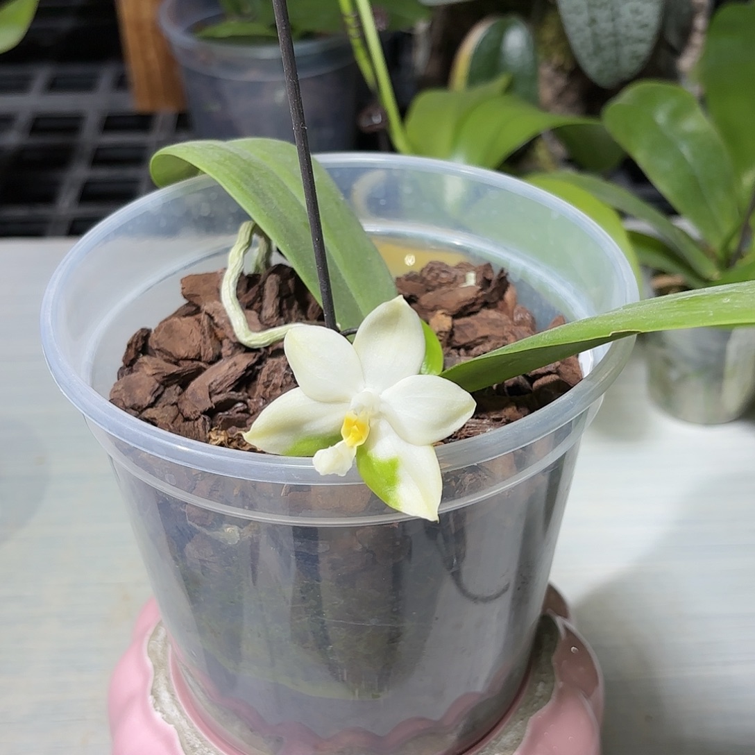 飘***啡大部分开放少量花苞