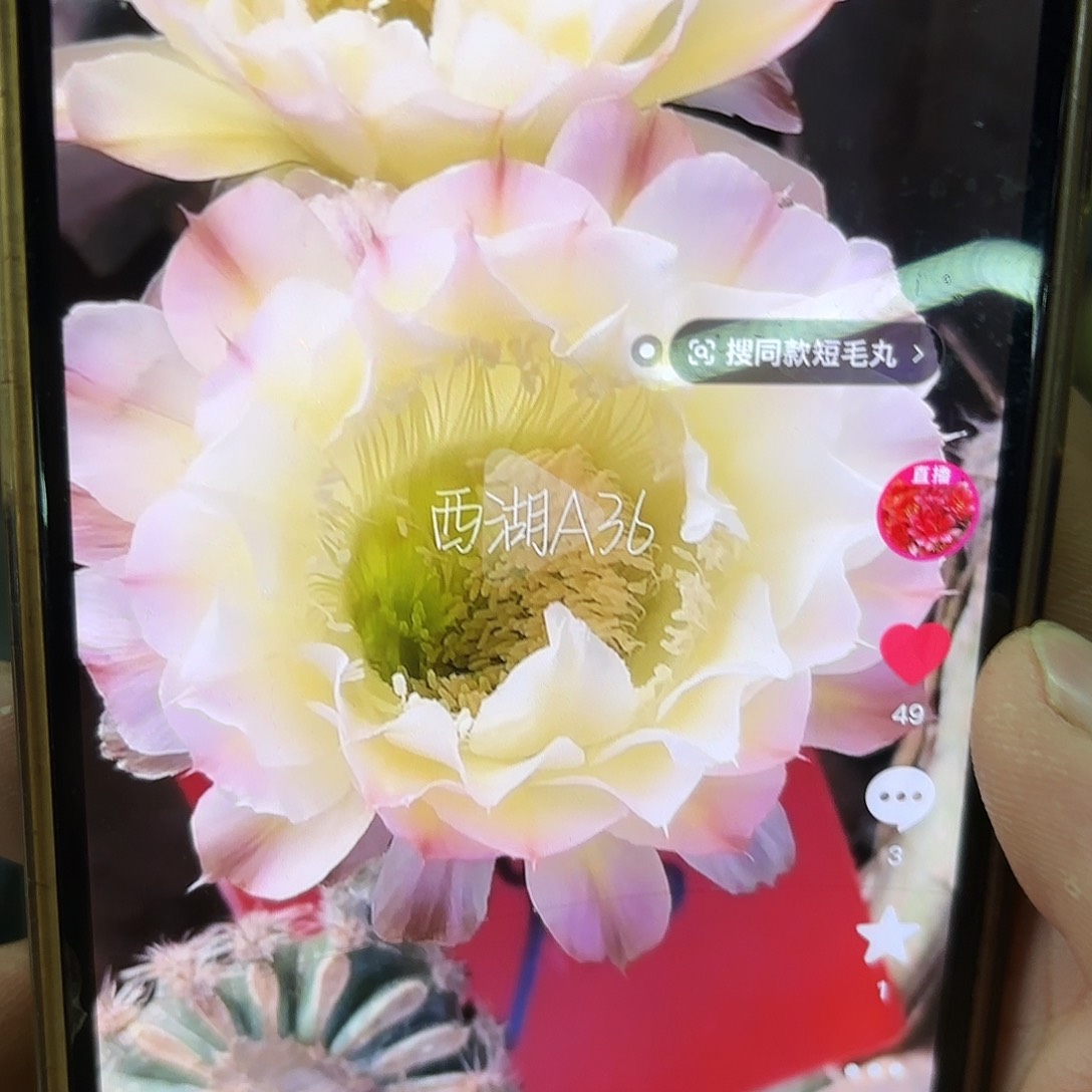 A36彩侧牙20包邮仙人球