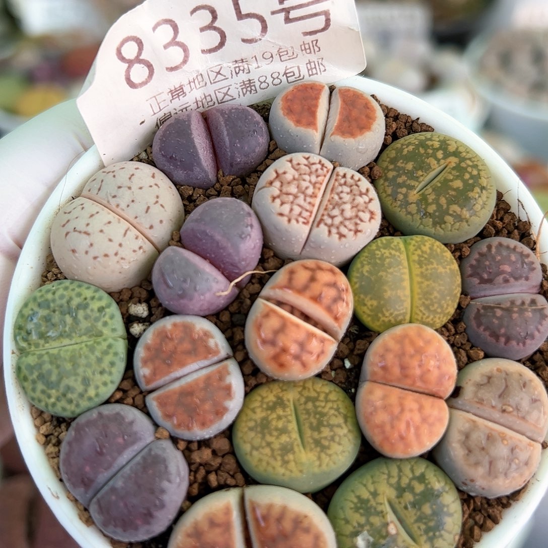 好养易活生石花大母本8335