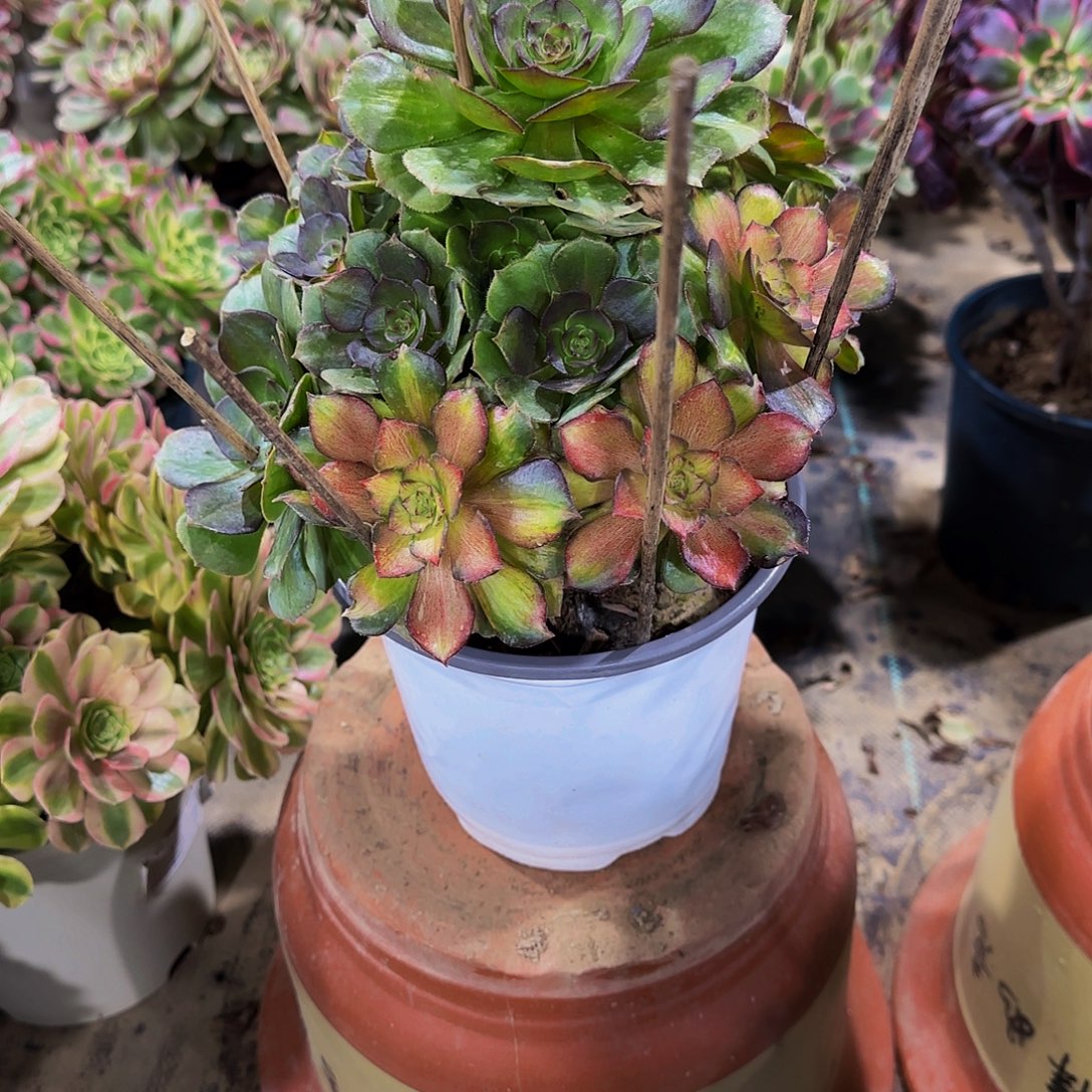 老庄海王七彩法师78.8