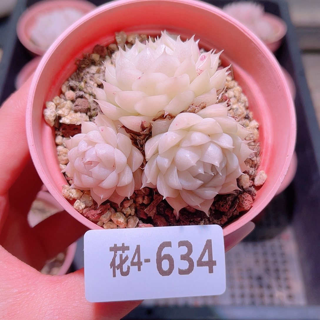 花利美4-634麦秆