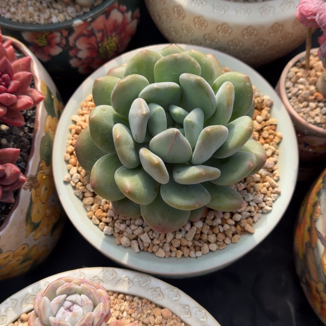 奶龙 单头 一物一拍