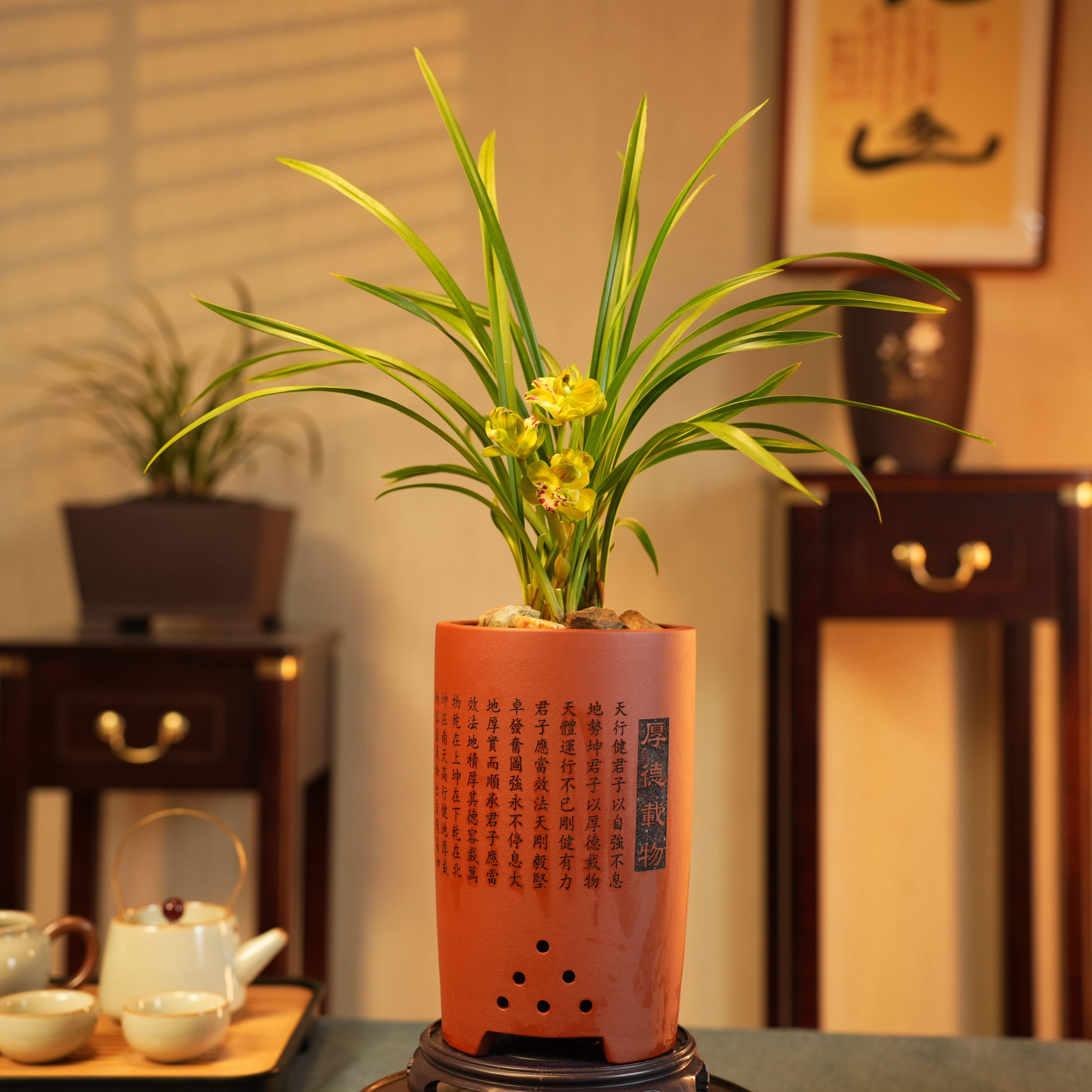 【老种昆仑牡丹】名贵稀有浓香春剑耐热耐寒室内外客厅