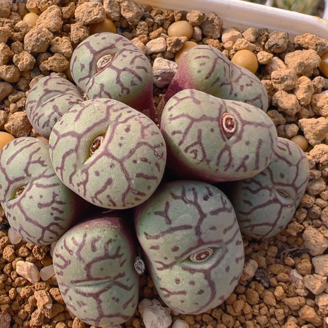 147多肉植物百科知识