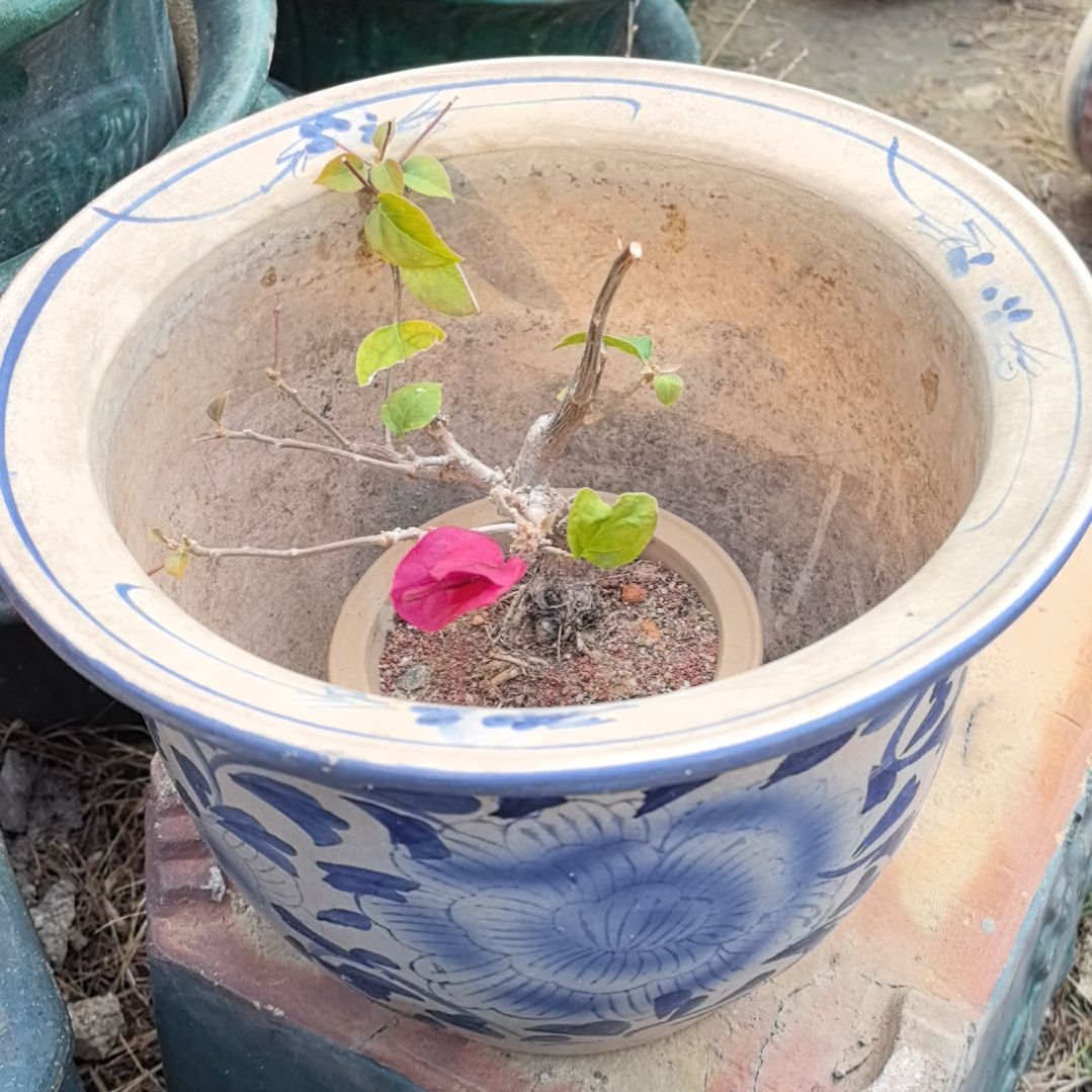 青花瓷丰*色瓷器花盆一个三角梅一个