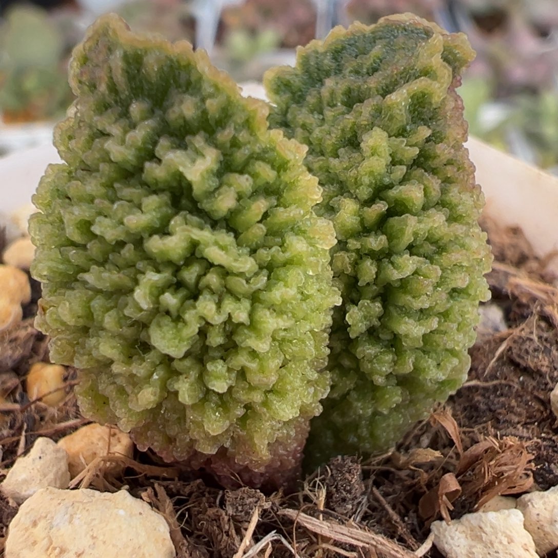 福利款砍头桩多肉植物水泡