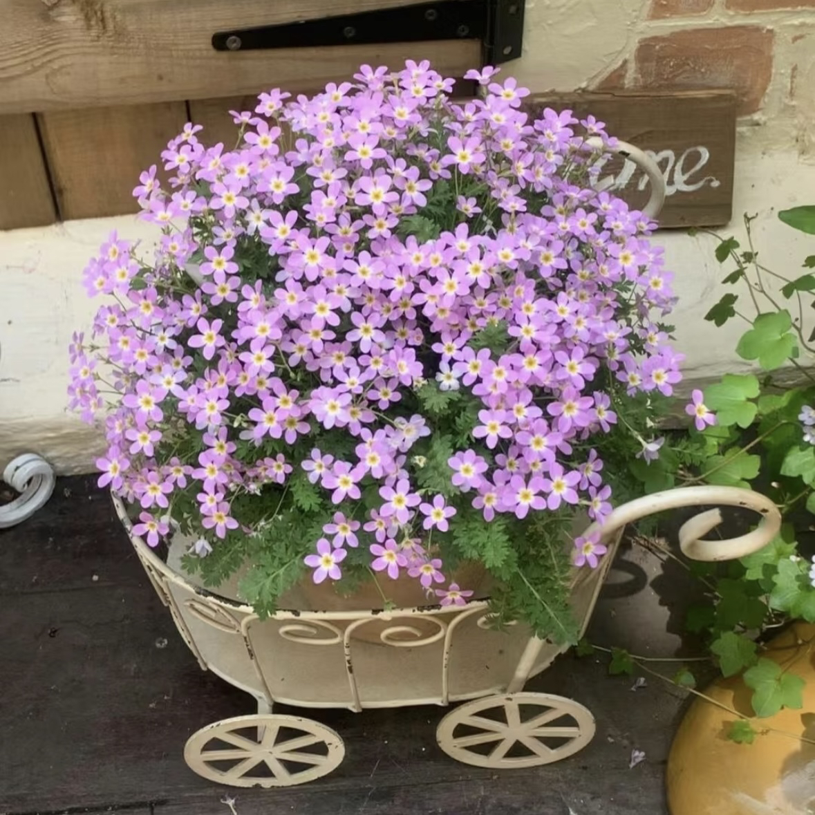 安徽羽叶报春盆栽