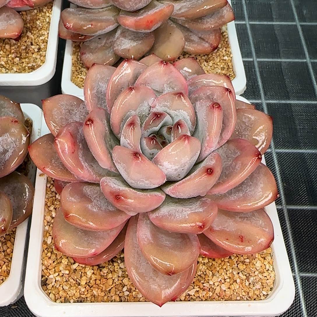 从前慢花园精选星星雪