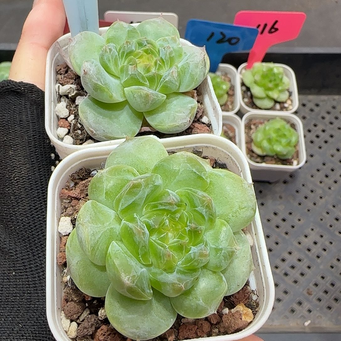 271哈哈哈哈哈哈哈哈哈