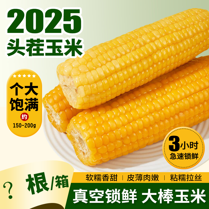 试吃6根】到手14-15根头茬黄糯玉米真空包装东北玉米包邮约12公分