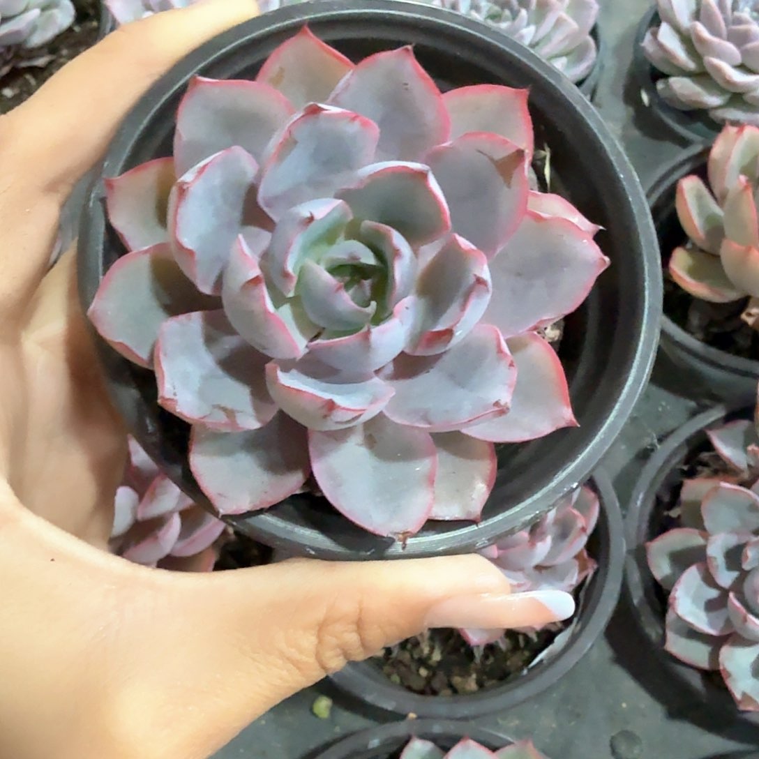 新品 赫拉 单双混发