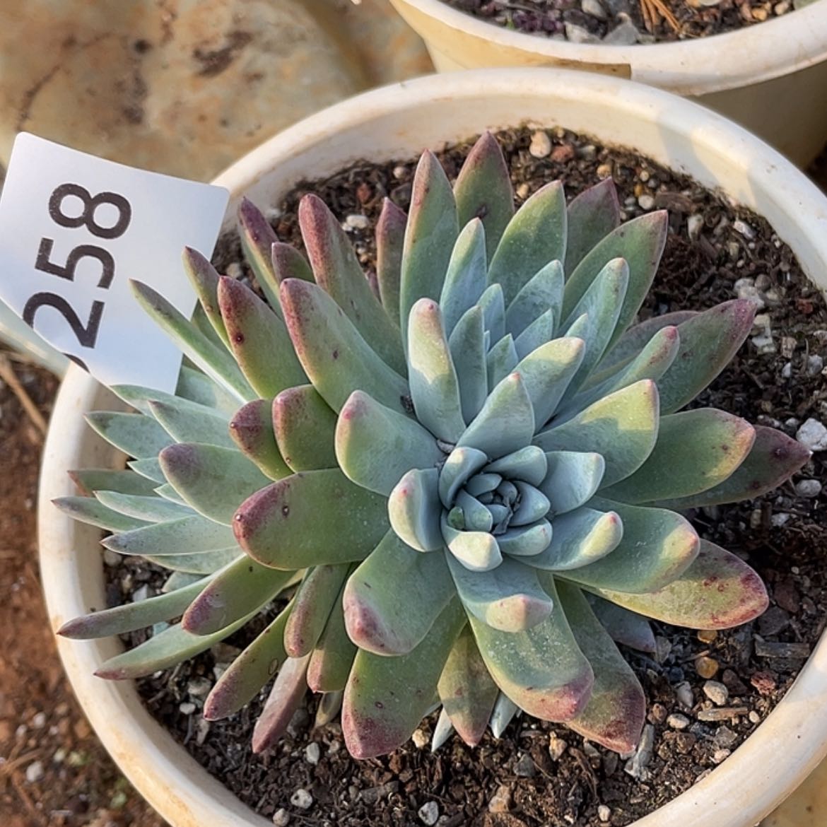 【闪购商品】白雪姆