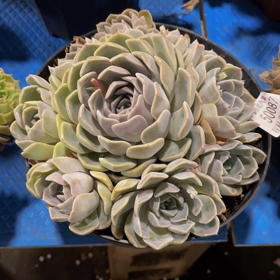 香****常汉堡50087多肉