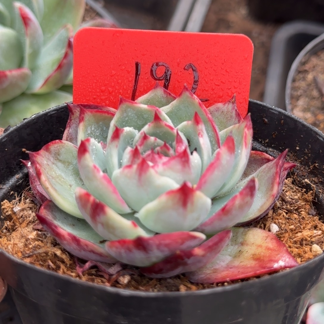 惊鸿一物一拍包装收缩花192