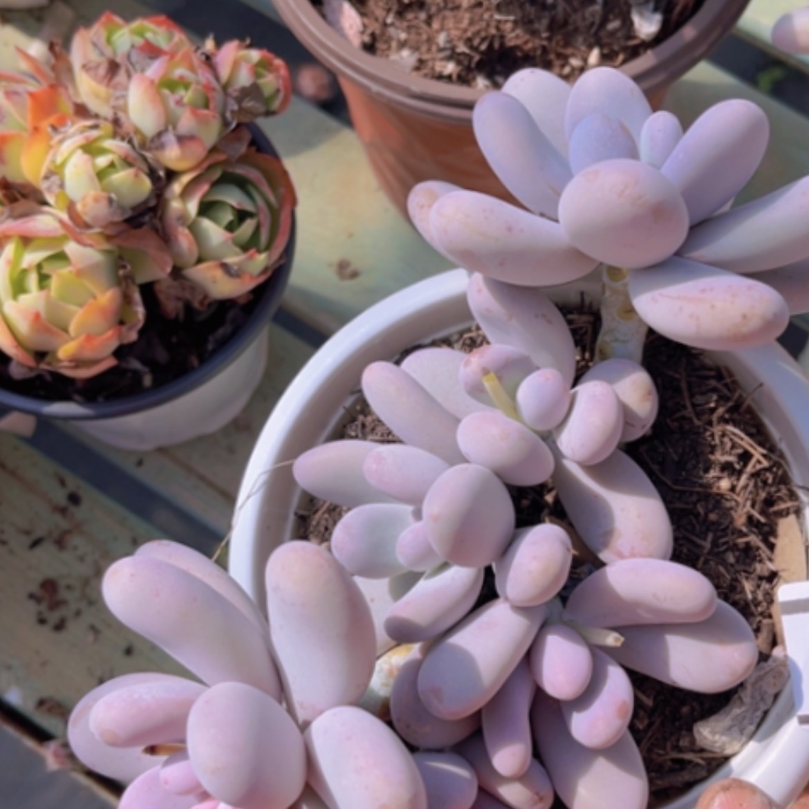 【闪购商品】原始奶06166