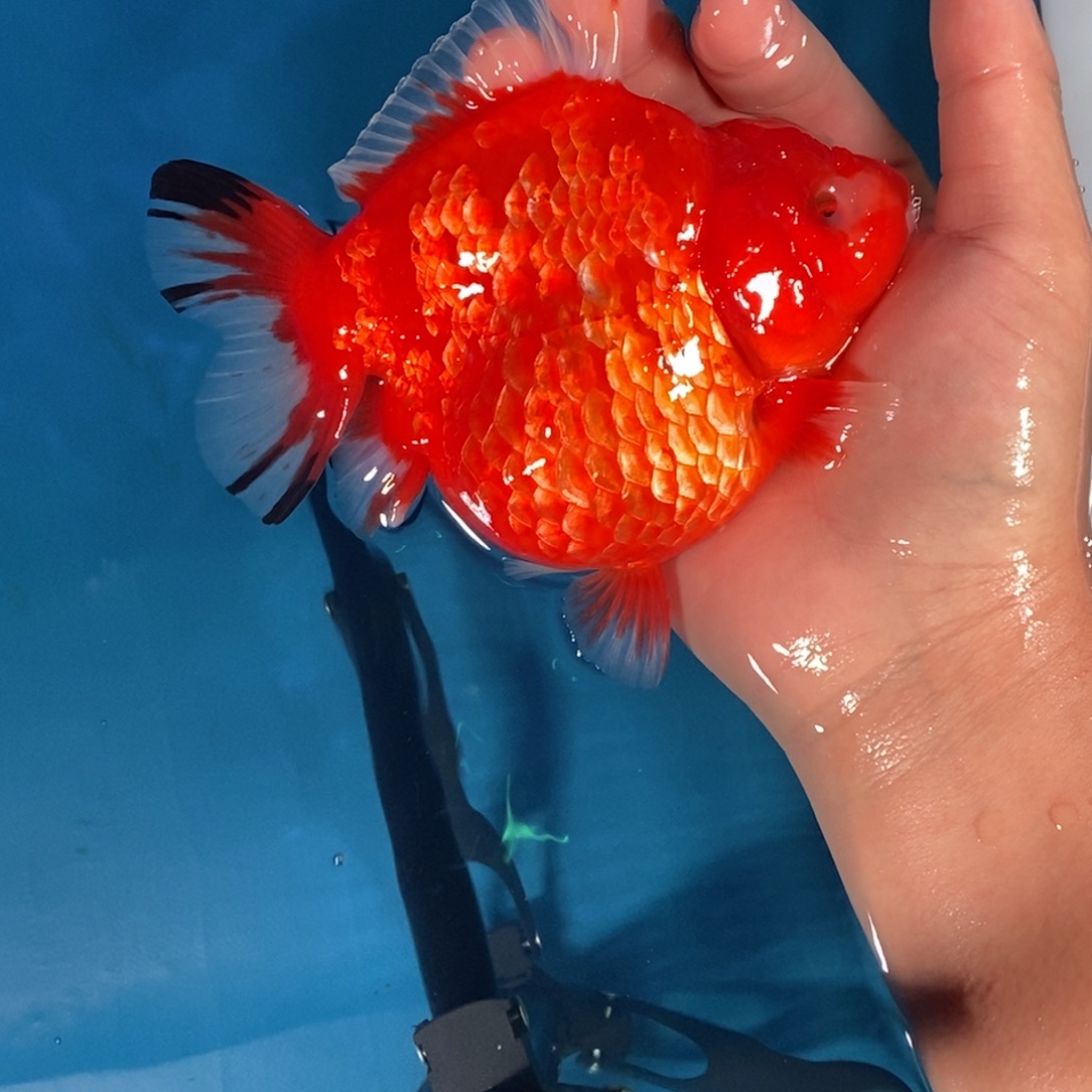 海水鱼-1111111111