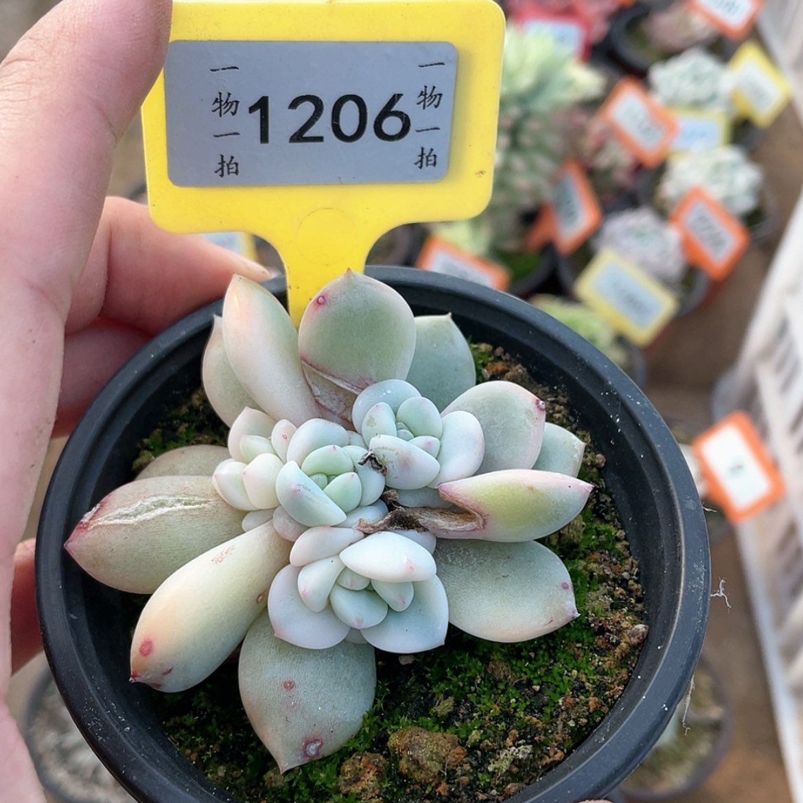 【闪购商品】沐****）1206号