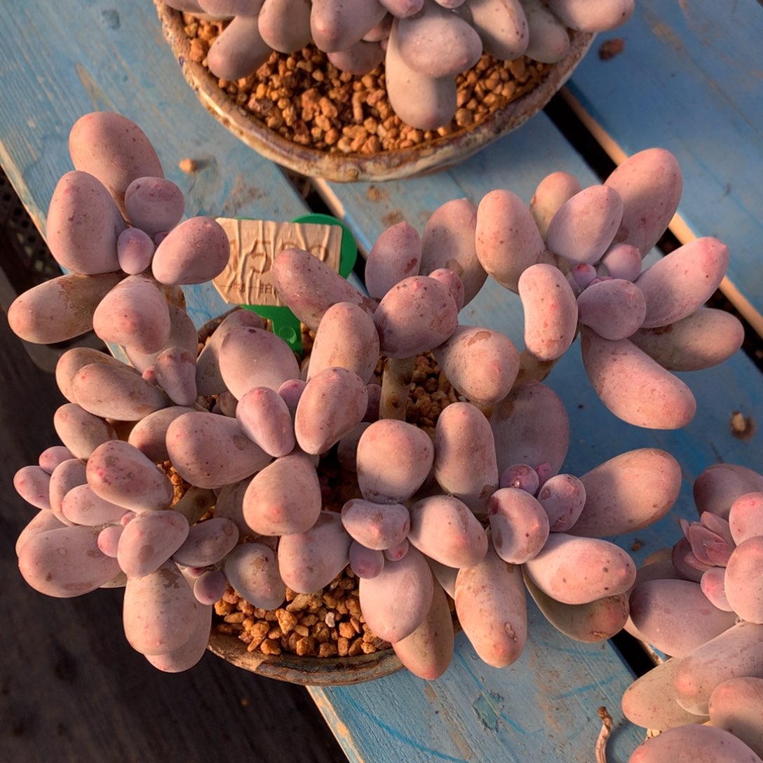 米可奶无砍老桩平头1582