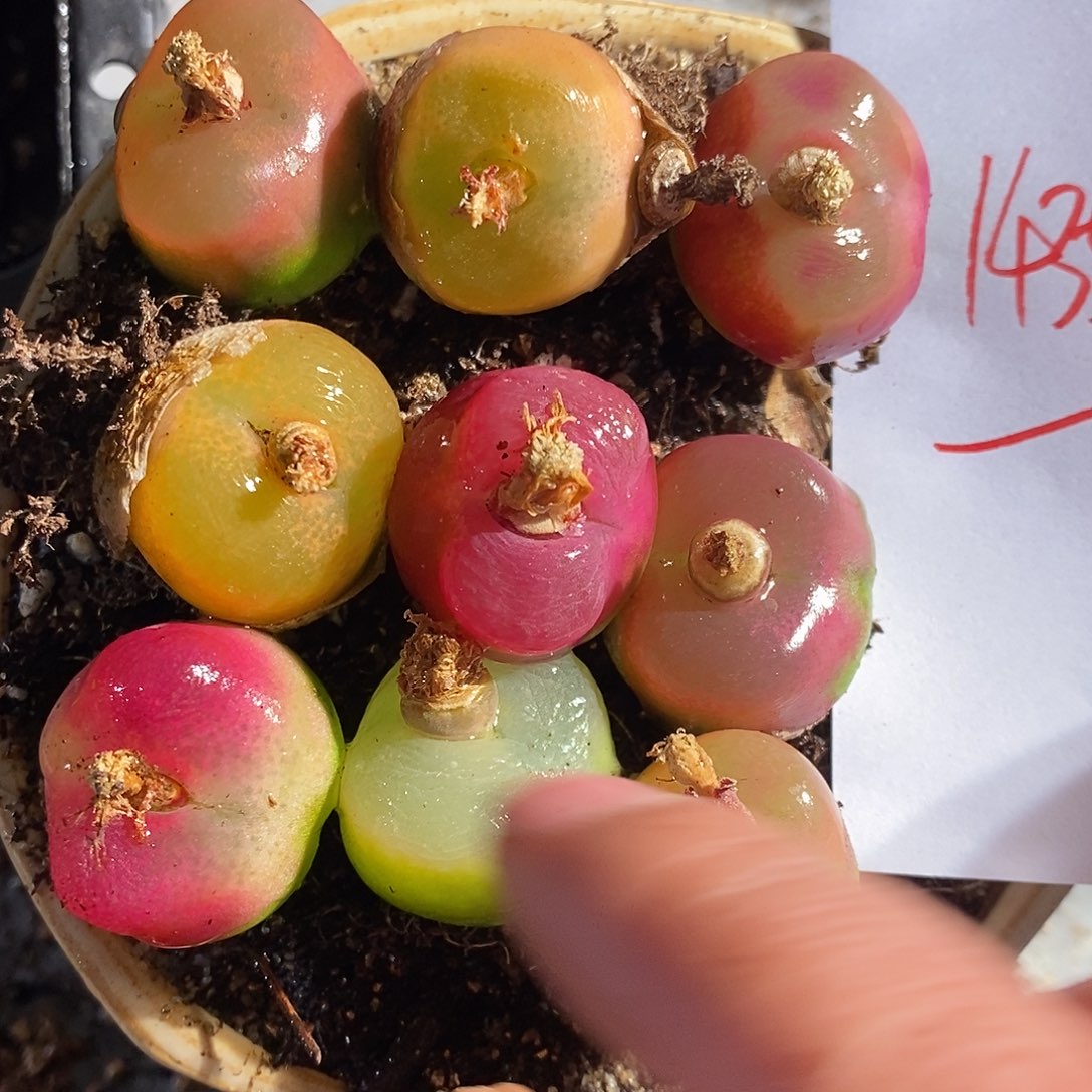 14359。 一组。 蟠桃。  