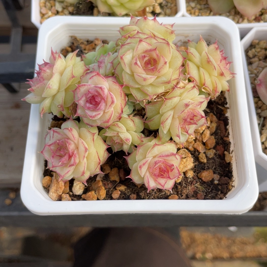 优选情人麦杆多肉福利576