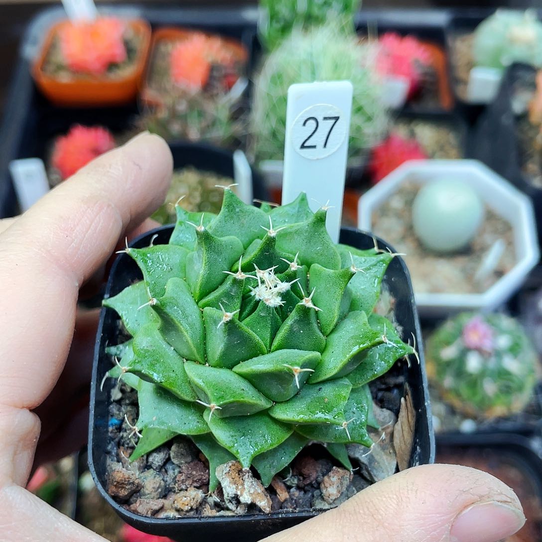 非偏远地区满25包邮仙人球