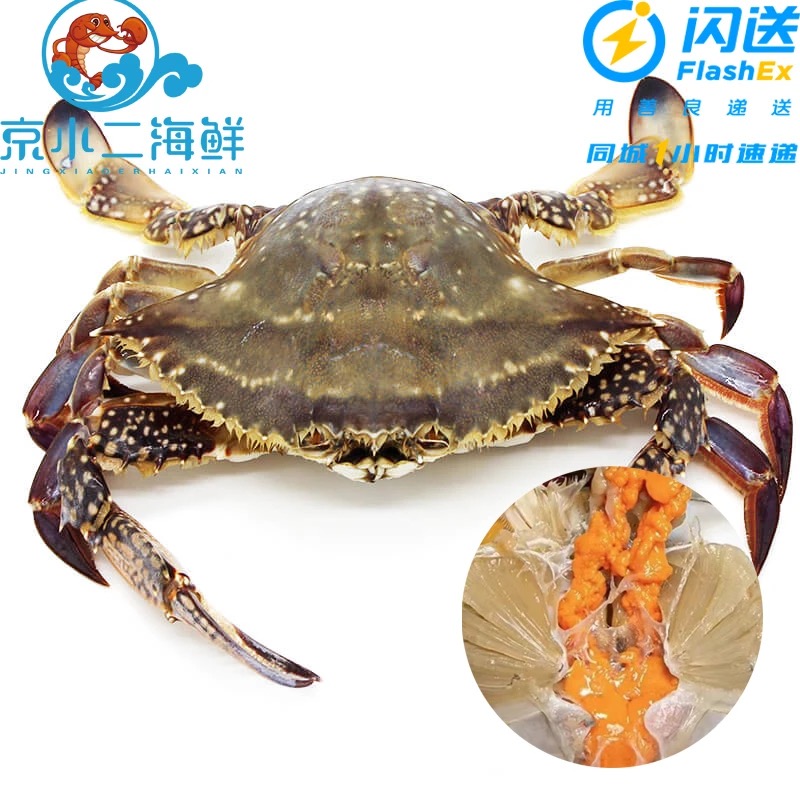 鲜活吃黄母梭子蟹 单只约3.3-4.5两/只一斤约2-3只【保鲜不保活】梭子蟹同城