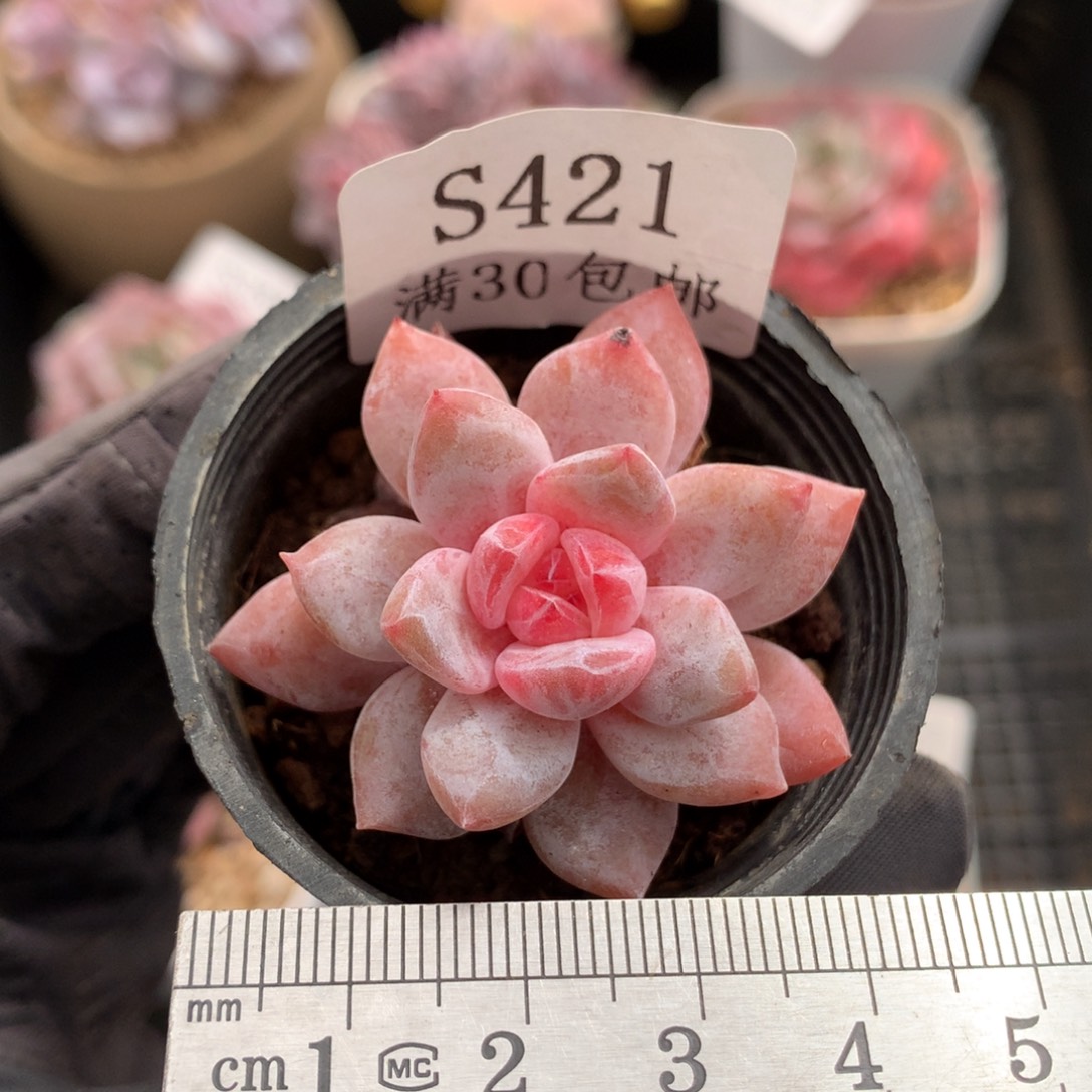 421。糖心橙。小鼻嘎。