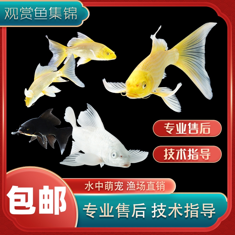 12cm-15cm 6条 观赏鱼 2条红+2条黄+1条黑+1条白