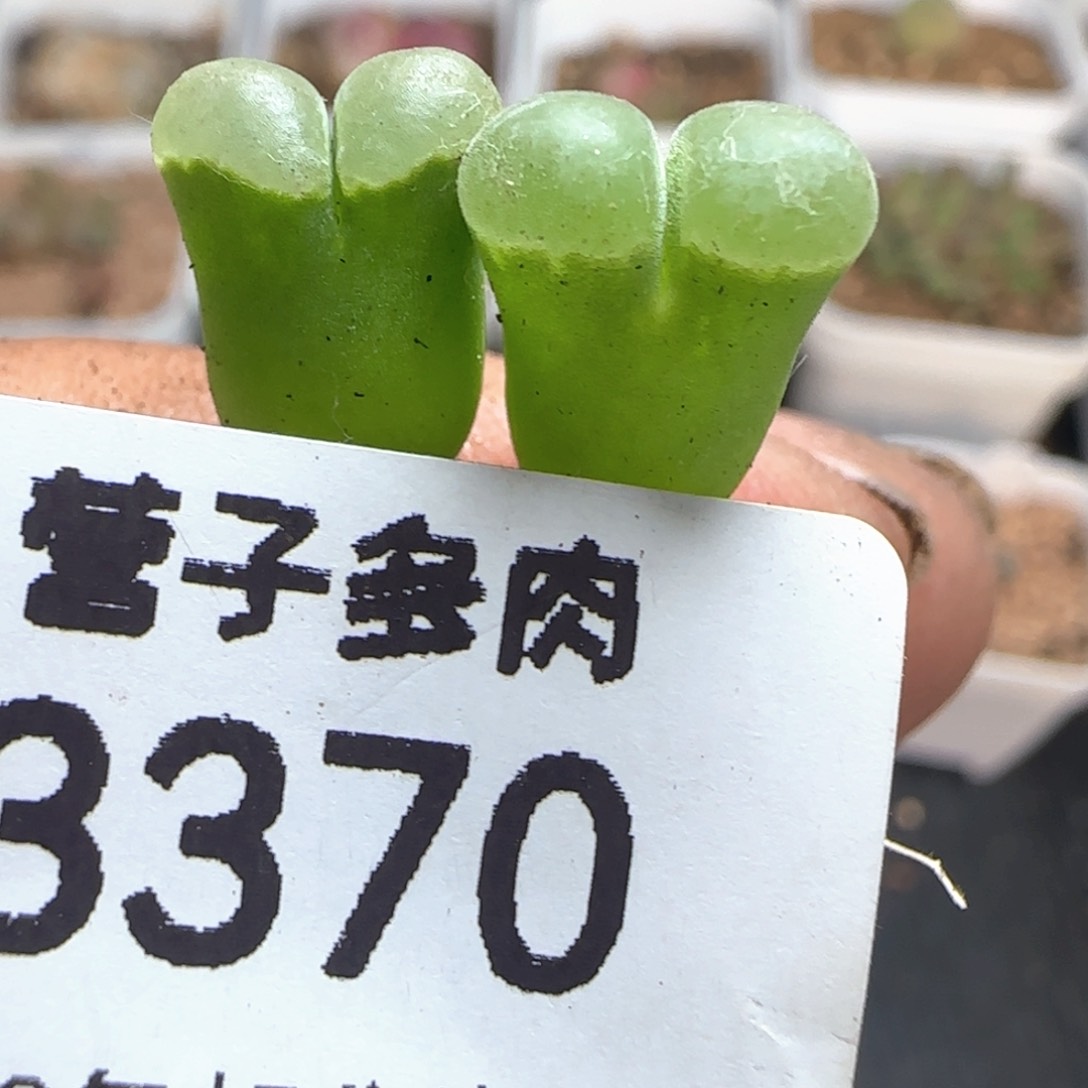 极窗400。            