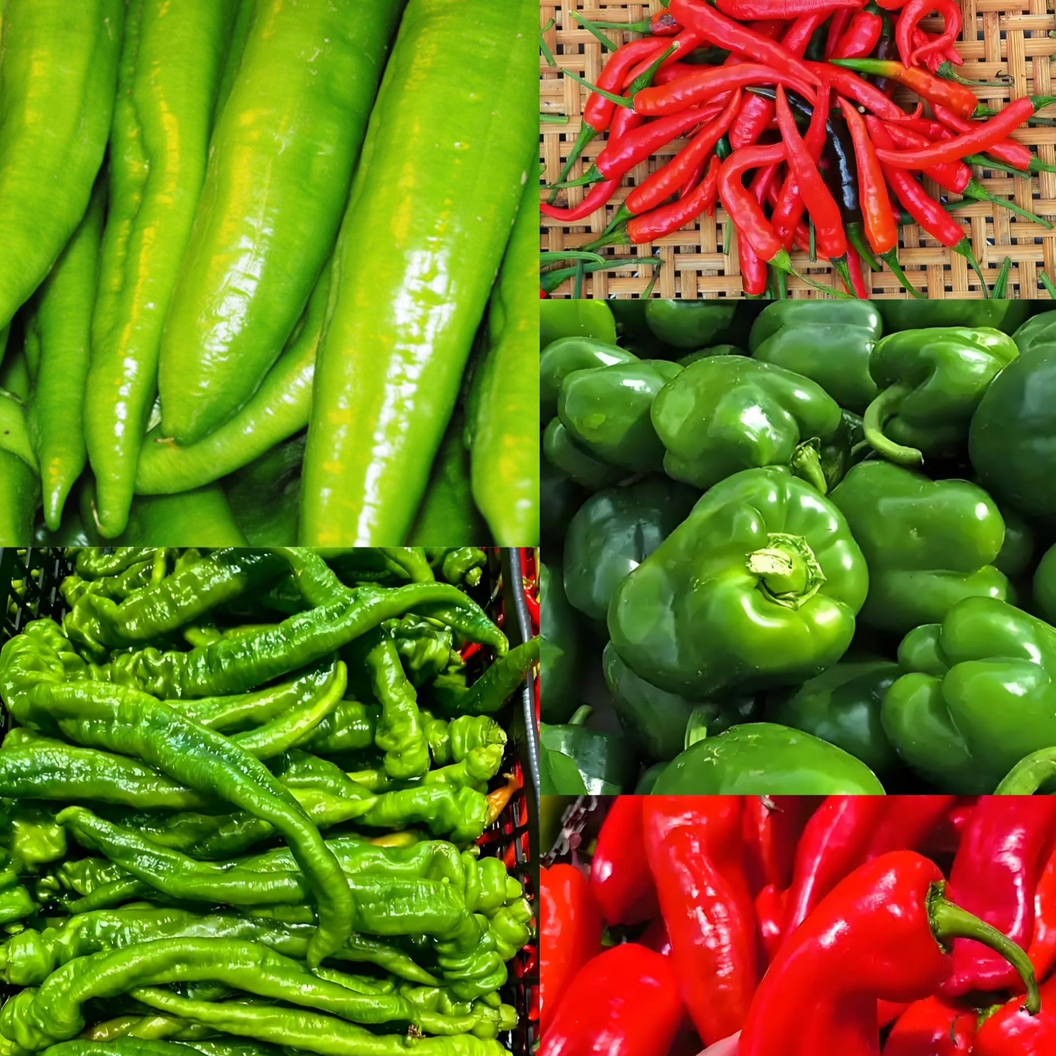 [美姐商贸优选] 东北农户当季产新鲜辣椒