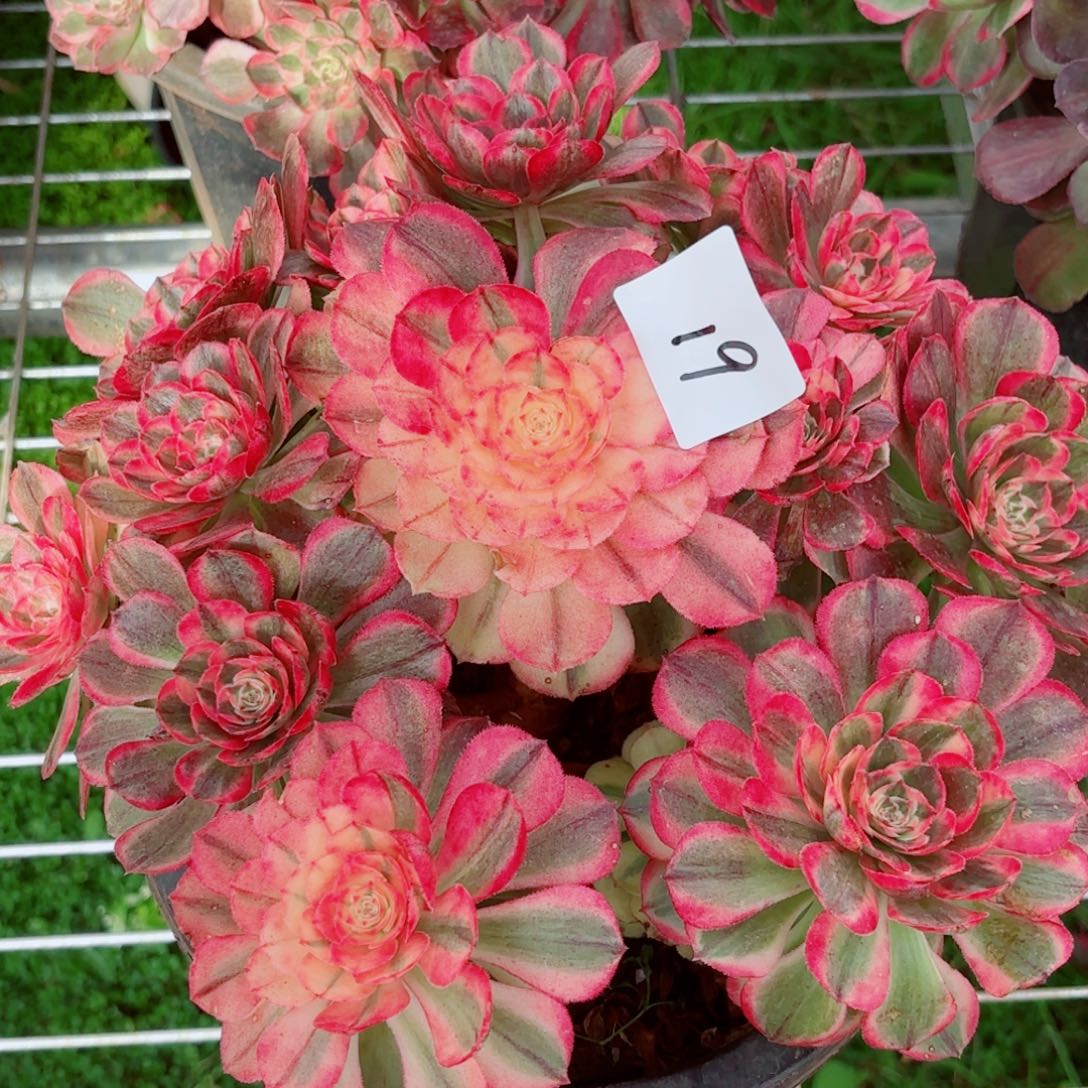 一物一拍多肉法师19