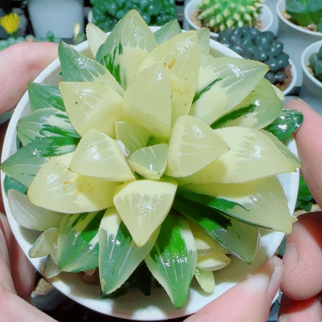 手捧花姬寿锦多肉