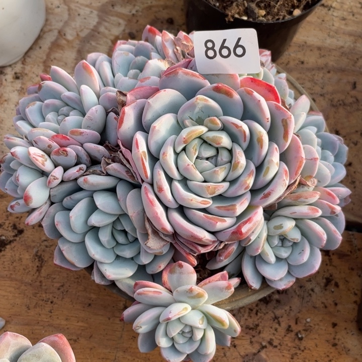 哈哈哈哈哈哈哈哈866