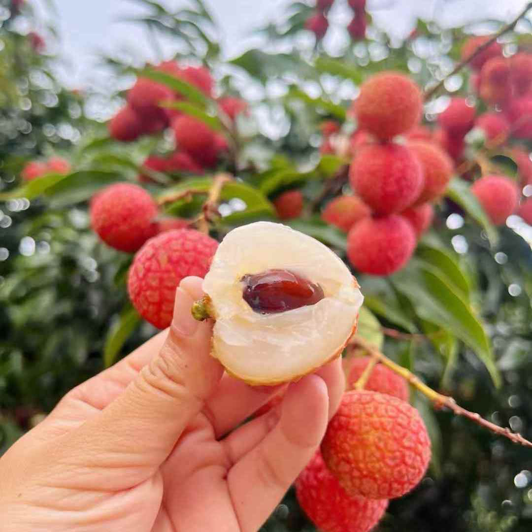 广东白糖罂鲜荔枝【净重4.4-4.6斤】新鲜