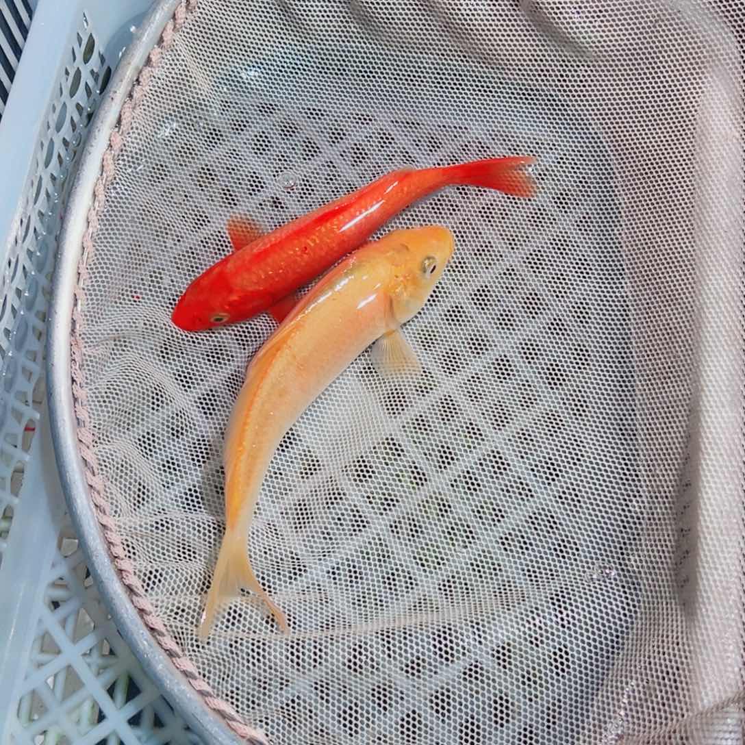 锦鲤锦鲤观赏鱼1111