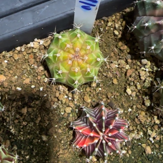 110-0121泰国发货多肉