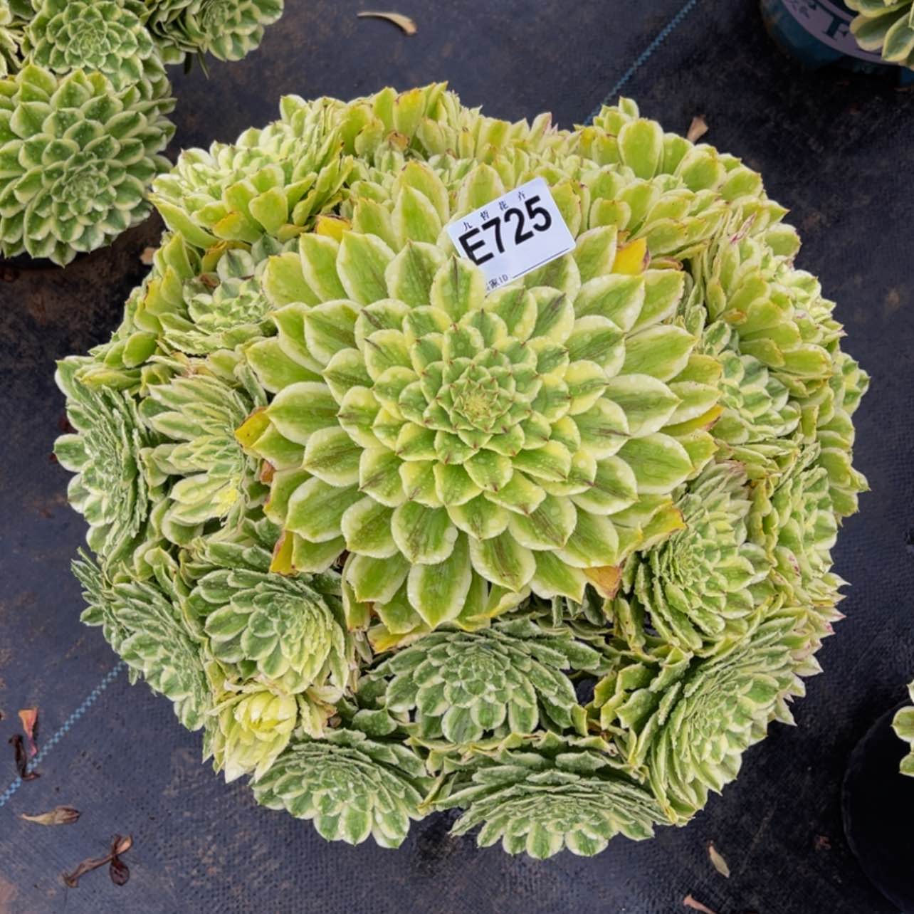 【闪购商品】72500