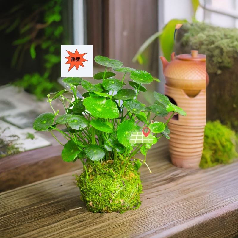 水培水养铜钱草水培植物室内好养办公室绿植四季水草植物净化草籽
