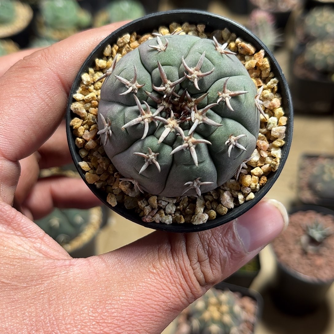 大猫爪单头发货单头发货