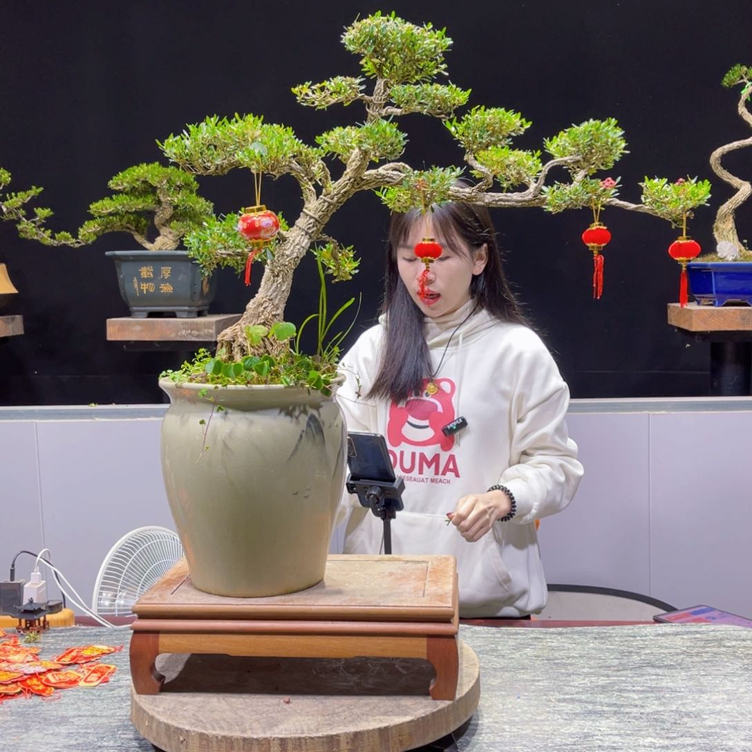 四季常青老桩黄杨盆景