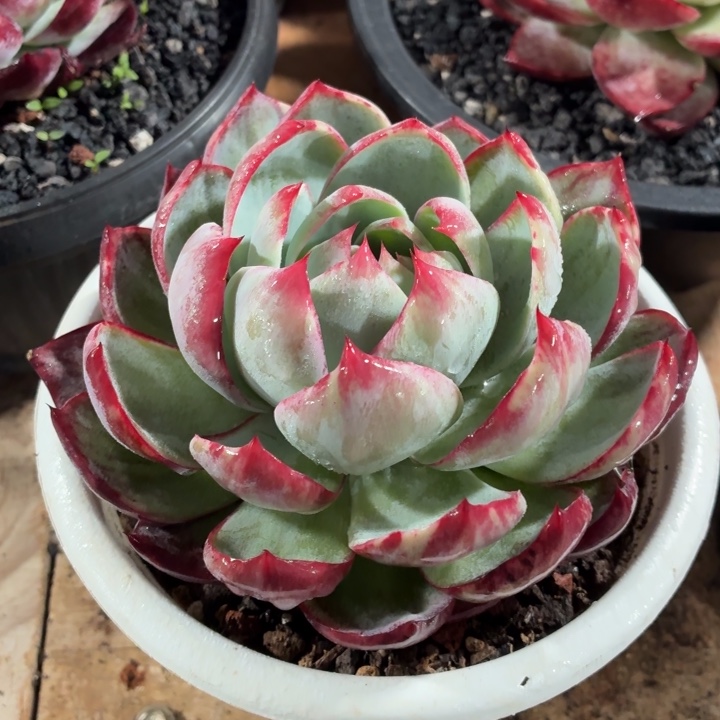 开播福利惊鸿仙子