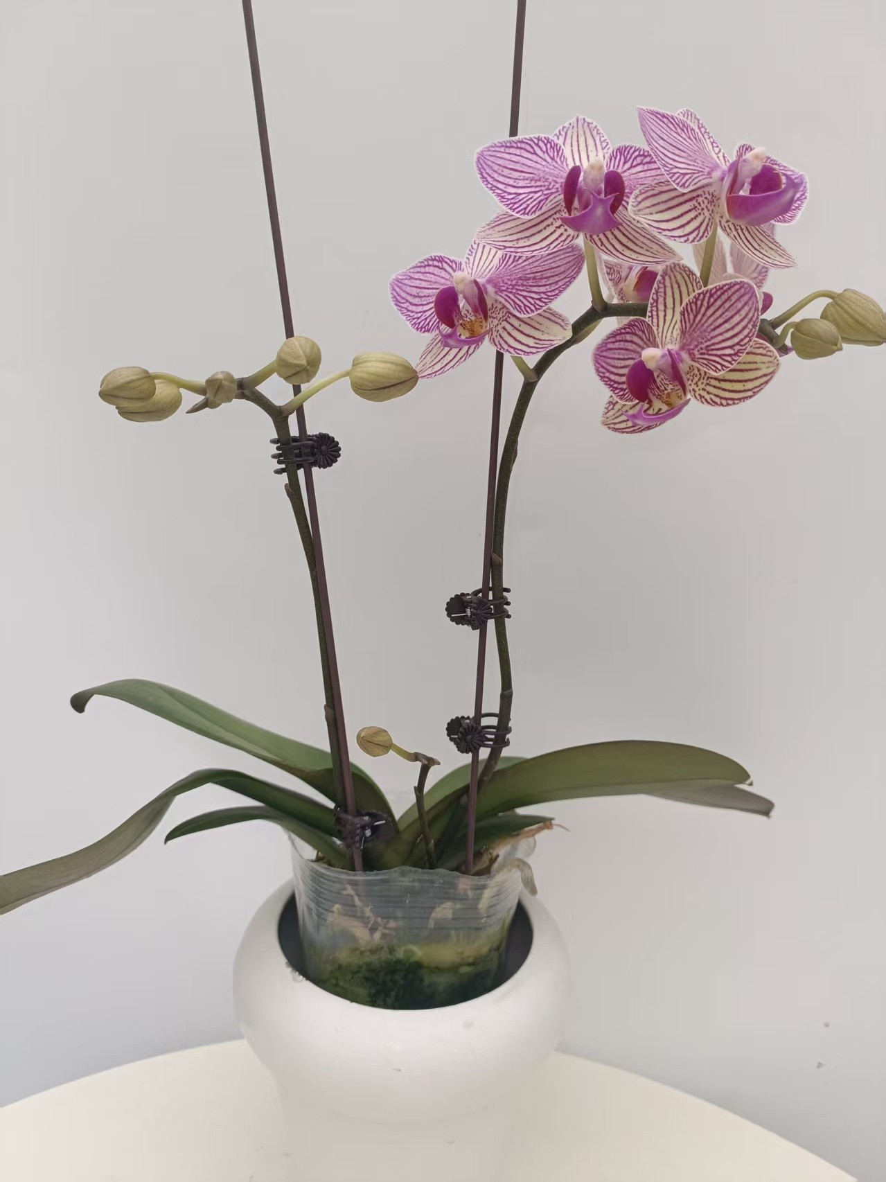 欢然花田培植蝴蝶兰（水晶之恋）