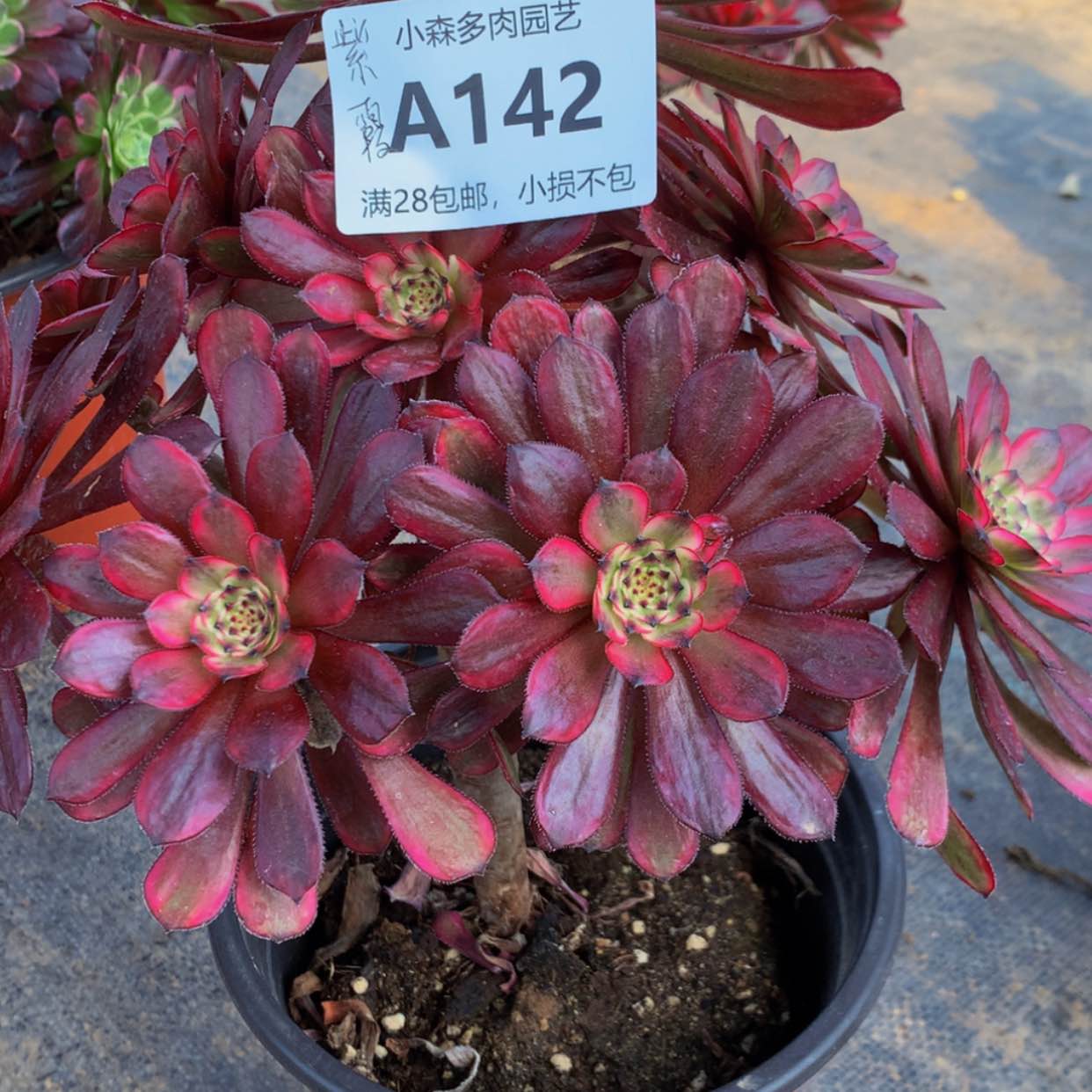 【闪购商品】142紫霞多肉