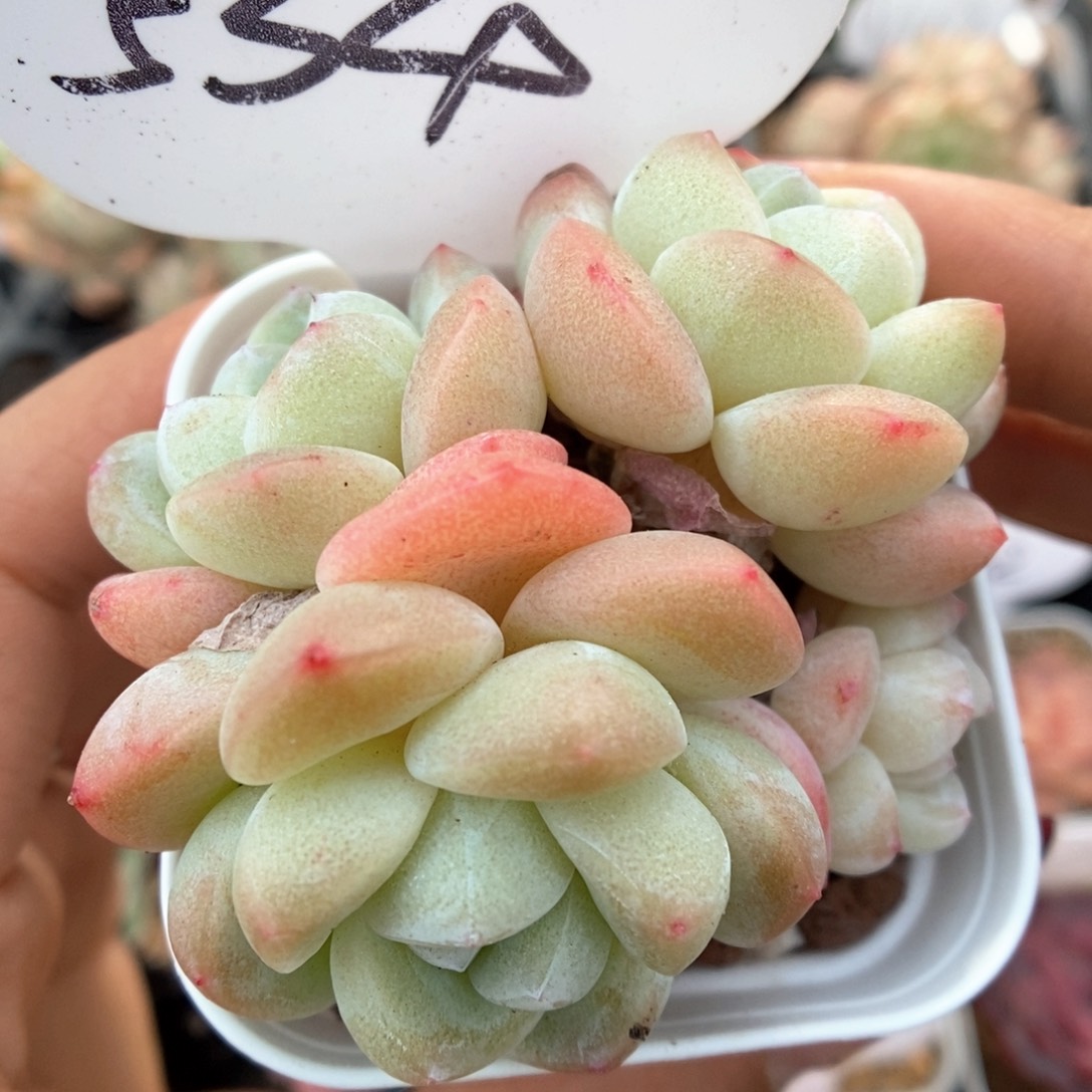 白底冰玉可拍534号。